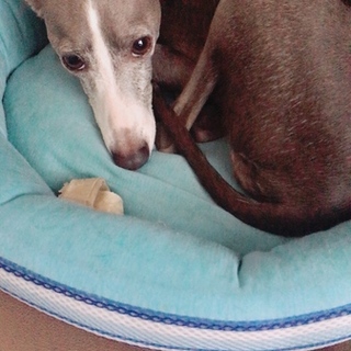 里親探してます