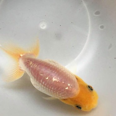 クレールは真っ白になりました☆彡8月