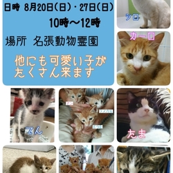 猫の譲渡会　三重県名張市