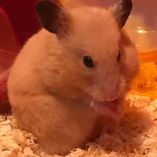 キンクマハムスター