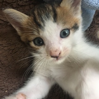 子猫の里親さん募集 -岐阜-