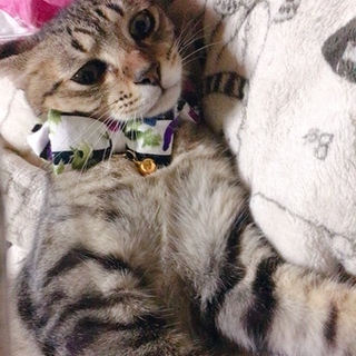 里親募集！人懐こいキジトラ猫です！