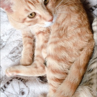 里親募集！兄弟で拾いました！