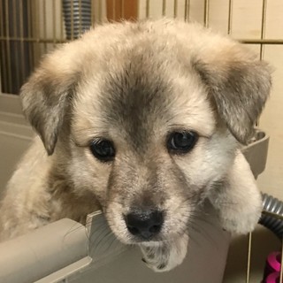 【募集停止】生後1ヶ月位、雑種の仔犬の「ゼット♂」