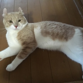 ☆アメリカンカール♂去勢済み 美猫☆