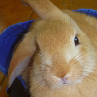 ６月後半生まれ　子ウサギ　募集