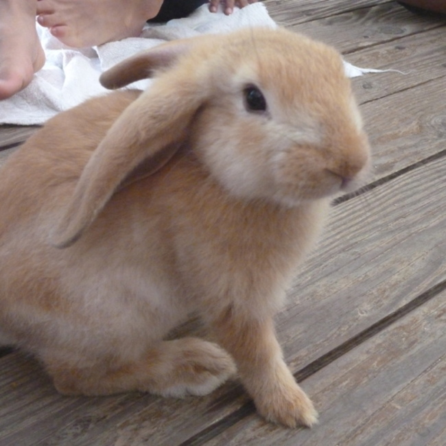 くりのみ学童のカバー写真