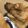 多数のお問い合わせにつき一旦ご応募ご遠慮下さい  サムネイル2