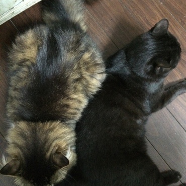 ぐーたんの写真