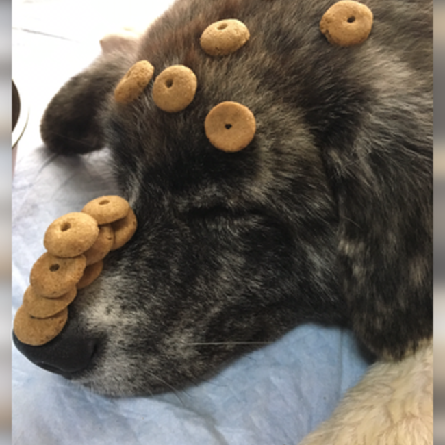 ぴぃたむのカバー写真