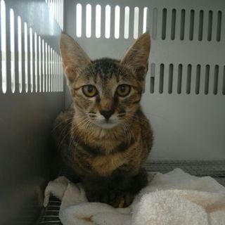 生後半年で命を絶たれようとしています。8/17朝迄