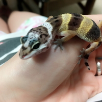 れおくん