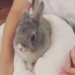 子ウサギちゃんの里親募集します