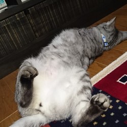 我が家の猫は愛しい我が子