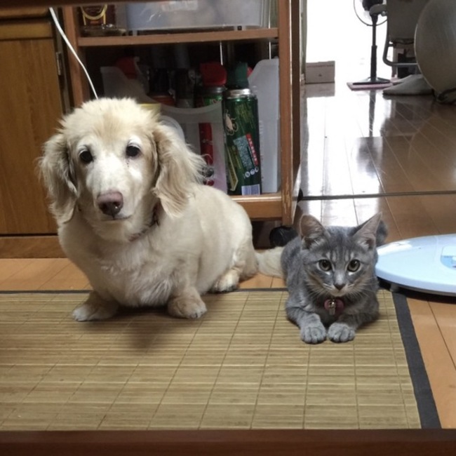 はるひ3636のカバー写真