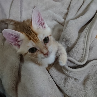 アビシニアン風子猫！