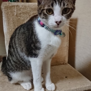 キジシロ女の子 生後6ヶ月くらい