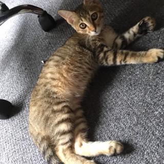 大分　4か月の子猫（♀2♂1）