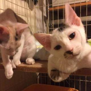 人も猫も大好き白キジ男の仔☆