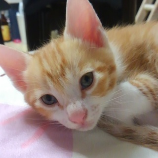 子猫の男の子たらこちゃん