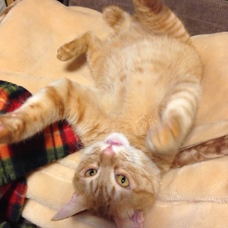 ご主人様を亡くし退去させられます！