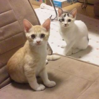 可愛い４ヶ月兄妹　血液、便検査、ワクチン１回目済