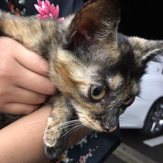 人間大好きな甘えっ子☾女の子☽