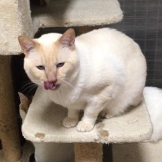 ヒヒ様　７～８歳