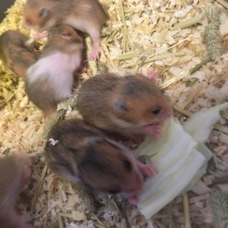 7月30日生まれの子ハムの里親募集してます♩