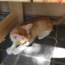 「保護猫「吉田さん」の観察日記.5」サムネイル1