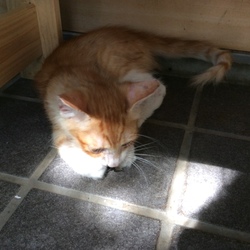 「保護猫「吉田さん」の観察日記.5」サムネイル2