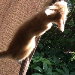 「保護猫「吉田さん」の観察日記.5」サムネイル3