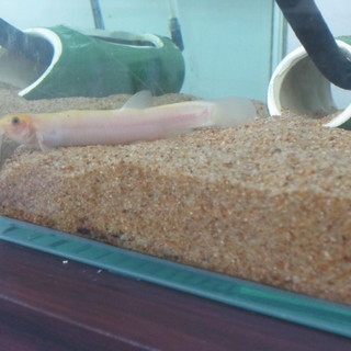 愛嬌あるヒドジョウの里親様募集します