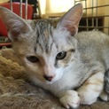 【医療済み】甘えん坊な三毛猫