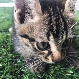 キジトラ姉妹キジトラーズ②