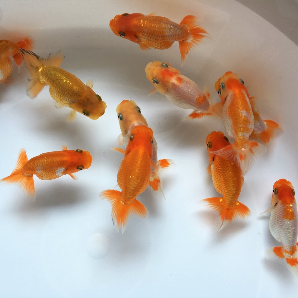 クレール・バンビ・楓・もみじのカバー写真