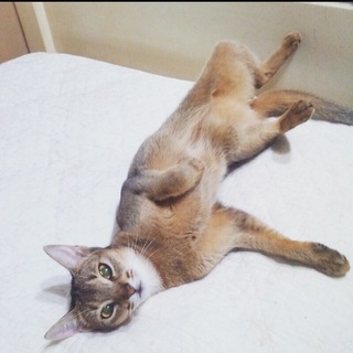 アビシニアンのメス猫ちゃん