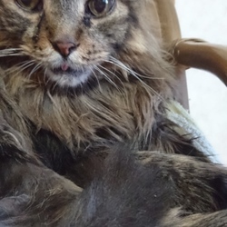 「花火大会」サムネイル3