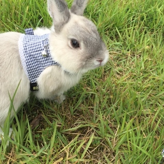 うさぎ♂男の子＊ちーくん