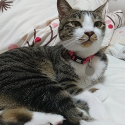 「花火大会」サムネイル2