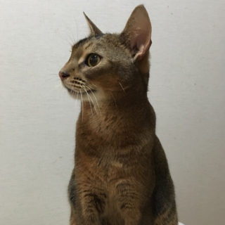 アビシニアンのオス猫ちゃん