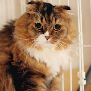 ミッキー、里親さま決定！ありがとうございました♡