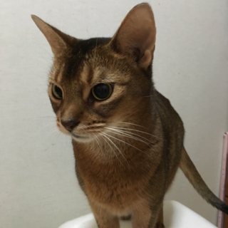アビシニアンのメス猫ちゃん
