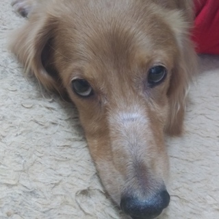 里親さん決まりました♪