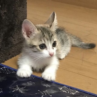 お見合い決定しました。２ヵ月♥三毛ちゃん姉妹