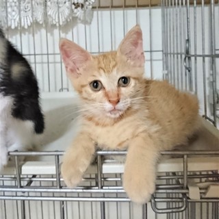 元気なおてんばさん