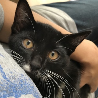 ゴロゴロ♫甘えんぼ黒白女の子