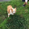 愛嬌たっぷり可愛いポンテ♂　！家族募集！ サムネイル5