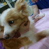 愛嬌たっぷり可愛いポンテ♂　！家族募集！ サムネイル7