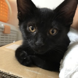 【手術済み】チビクロ女の子 生後約４ヶ月